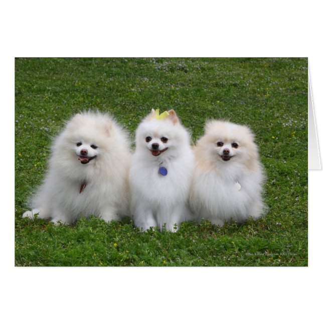 Sentado en Pomeranios (Anverso (Horizontal))