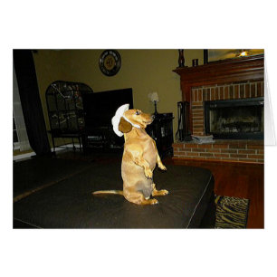 Sentando Bonito o viendo televisión Dachshund