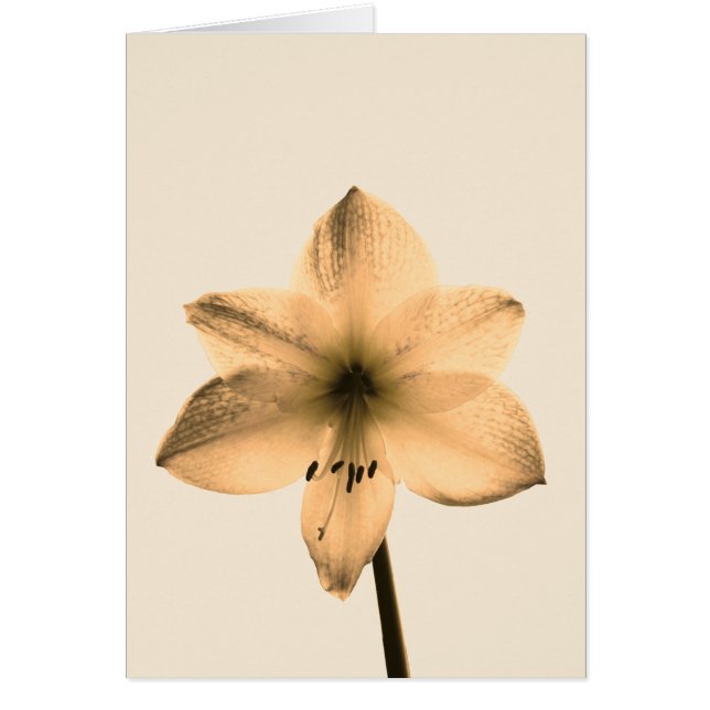 sepia amaryllis (Frente)