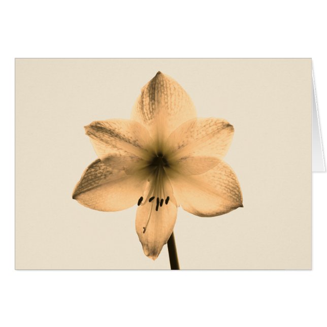 sepia amaryllis (Anverso (Horizontal))