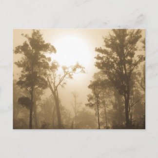 Sepia de niebla del bosque - postal