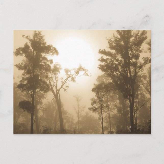 Sepia de niebla del bosque - postal (Anverso)