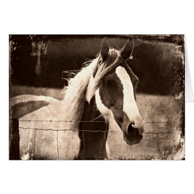 Sepia Pinto (Anverso (Horizontal))