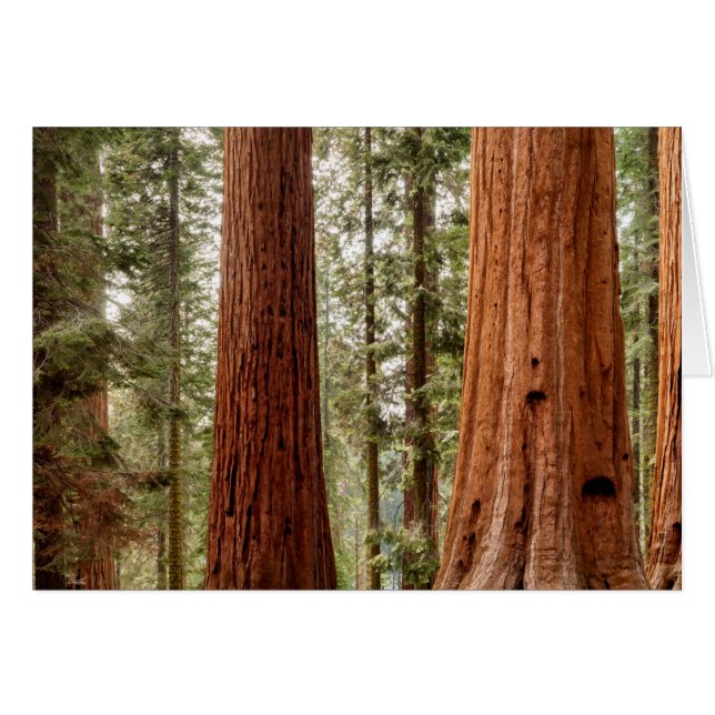 Sequoia gigante Panorama (Anverso (Horizontal))