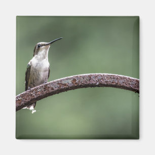 Ser el pequeño imán del colibrí