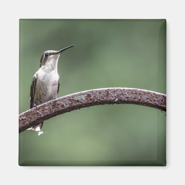 Ser el pequeño imán del colibrí (Frente)
