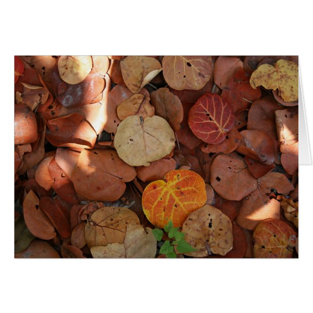 Serafa Vida fija (Anverso (Horizontal))