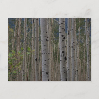 Serán Gratuitas Las Tarjetas De Publicación De Fir