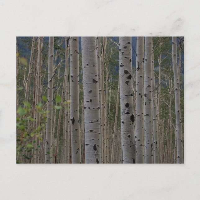 Serán Gratuitas Las Tarjetas De Publicación De Fir (Anverso)