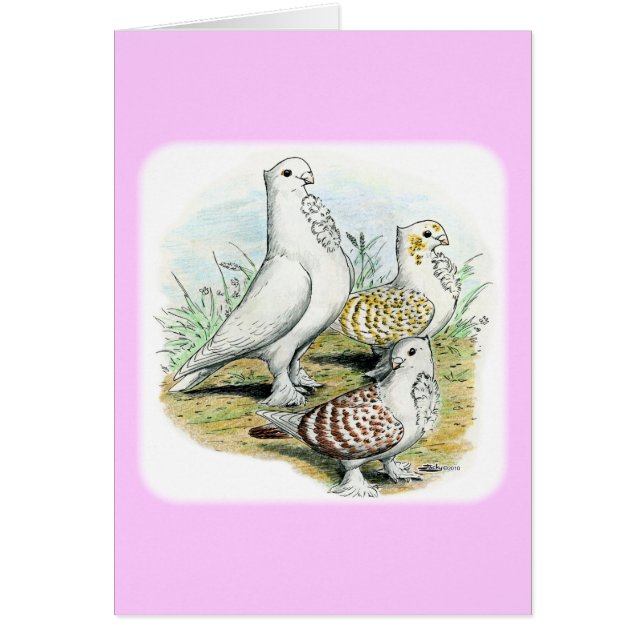 Seraphim Pigeons (Frente)