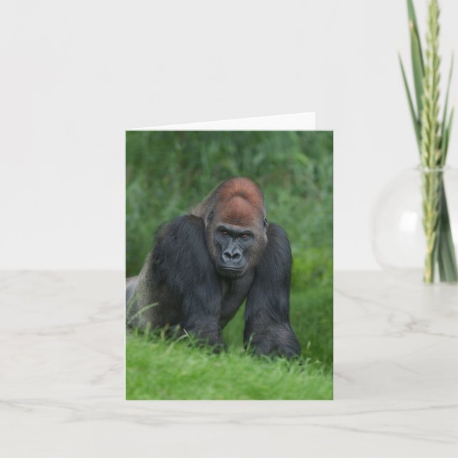 Serene Realm de Silverback (Anverso)