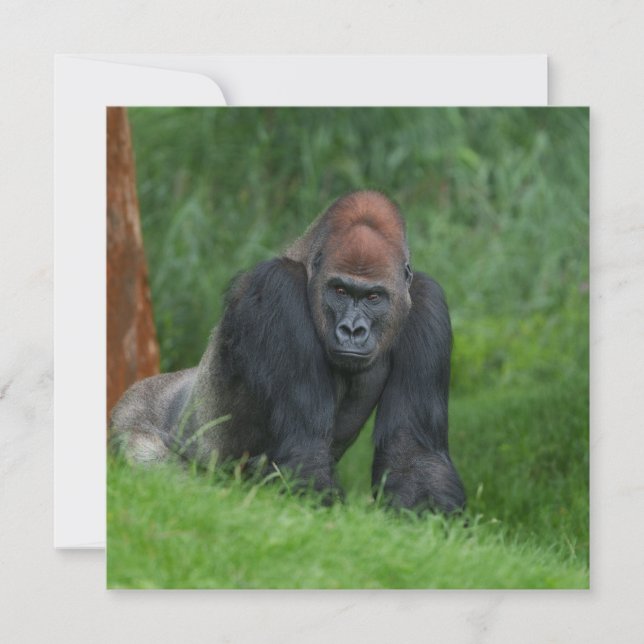 Serene Realm de Silverback (Anverso)