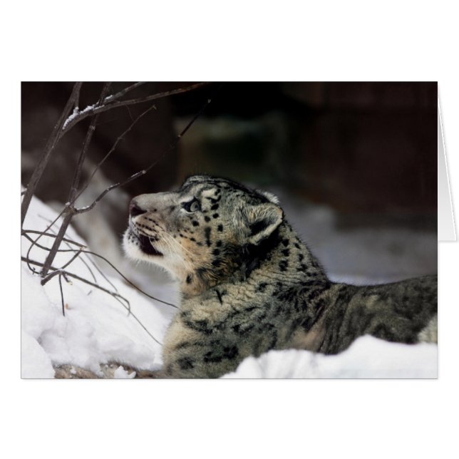 Serene Snow Leopard (Anverso (Horizontal))