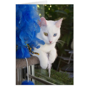 Serenidad con la tarjeta de la boa