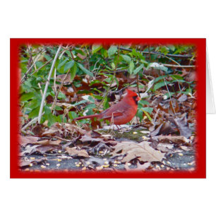Serie Cardinal Wild Songbird