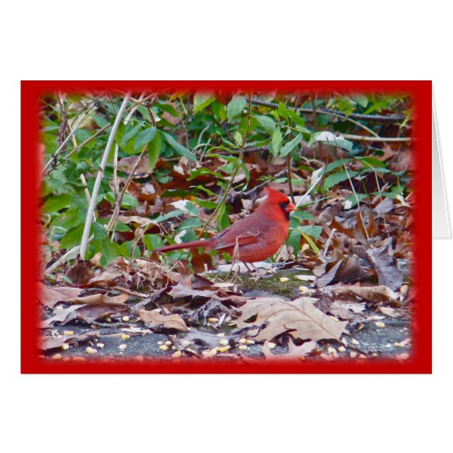 Serie Cardinal Wild Songbird (Anverso (Horizontal))