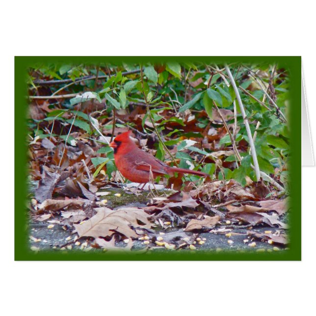 Serie Cardinal Wild Songbird (Anverso (Horizontal))