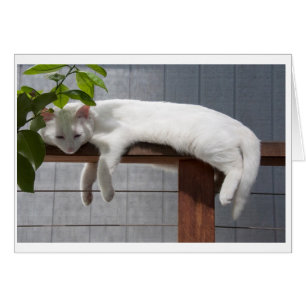 Serie cómica de la tarjeta en blanco del gatito