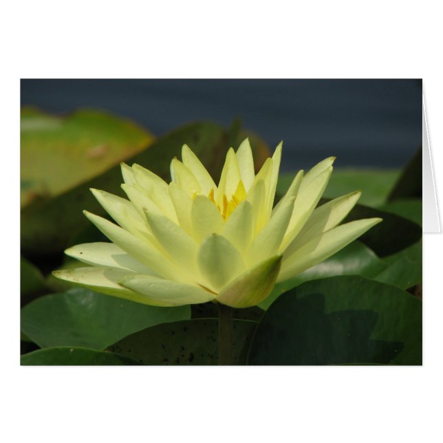 Serie de anillos (Anverso (Horizontal))