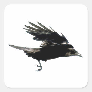 Serie de Pegatinas de FLYS NEGRO CROW