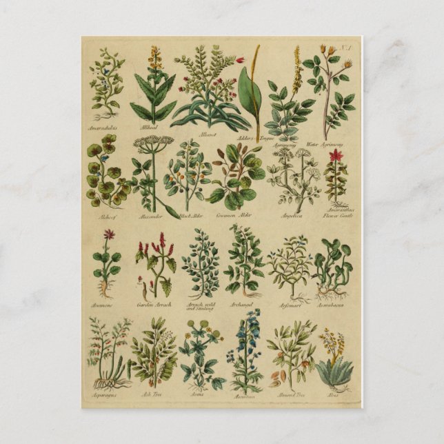Serie de postales herbáticas vintage - 1 (Anverso)