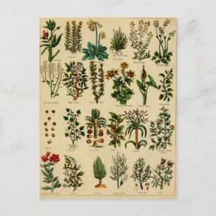 Serie de postales herbáticas vintage - 5