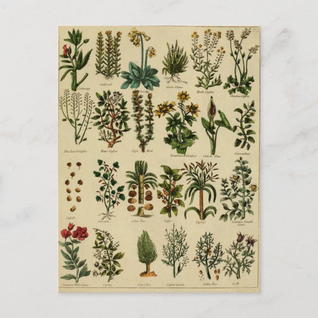 Serie de postales herbáticas vintage - 5 (Anverso)