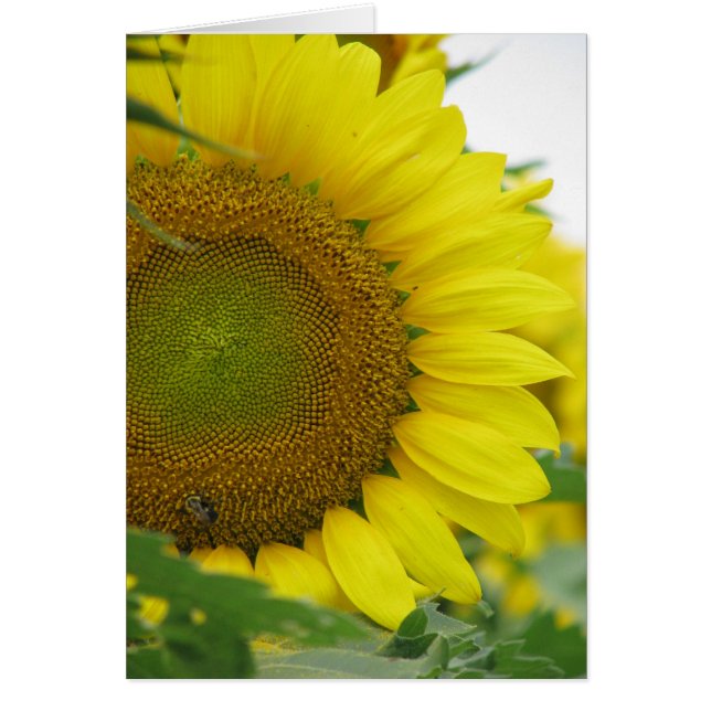 Serie de verano de girasol (Frente)