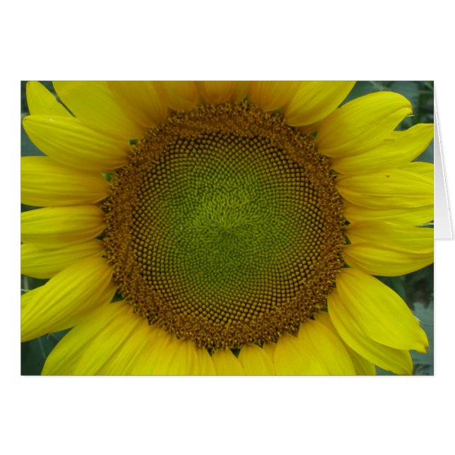 Serie de verano de girasol (Anverso (Horizontal))