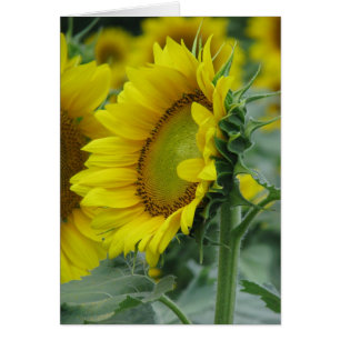 Serie de verano de girasol