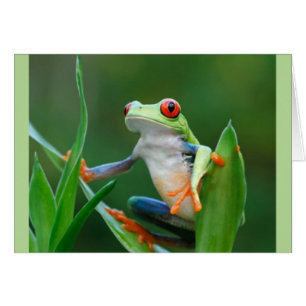 Serie en peligro rana de la fauna