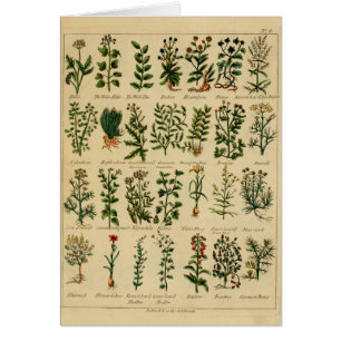 Serie herbaria de la postal del vintage - 4