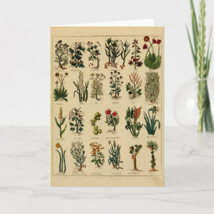 Serie herbaria de la tarjeta de felicitación del