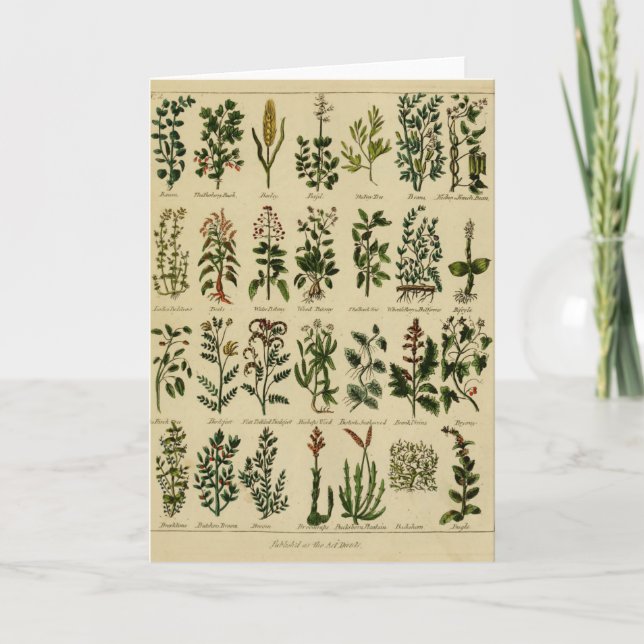 Serie herbaria de la tarjeta de felicitación del (Anverso)