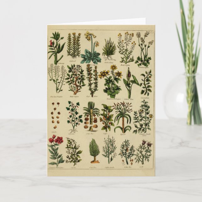 Serie herbaria de la tarjeta de felicitación del (Anverso)