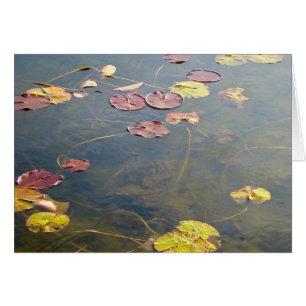 Serie Lilypads de otoño