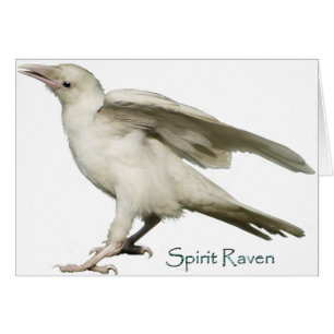 Serie Spirit Raven II