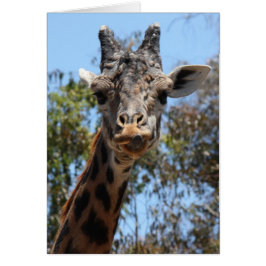 Serie Zoológico, mira a ti Giraffe