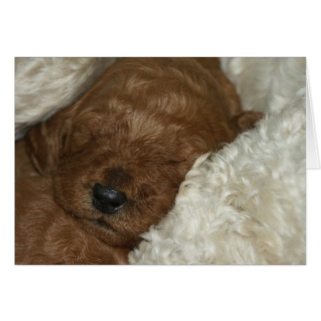 Series-04 recién nacido (Anverso (Horizontal))