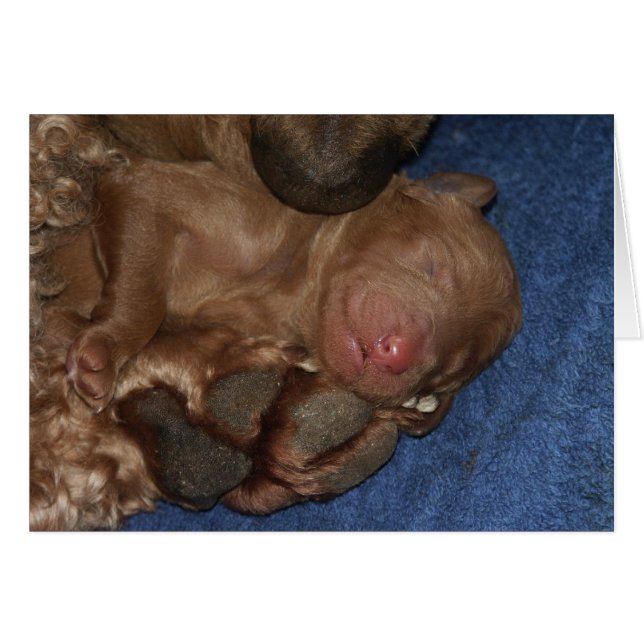 Series-05 recién nacido (Anverso (Horizontal))