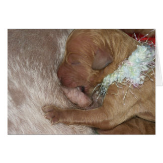 Series-07 recién nacido