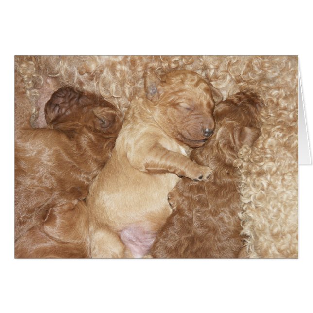 Series-08 recién nacido (Anverso (Horizontal))