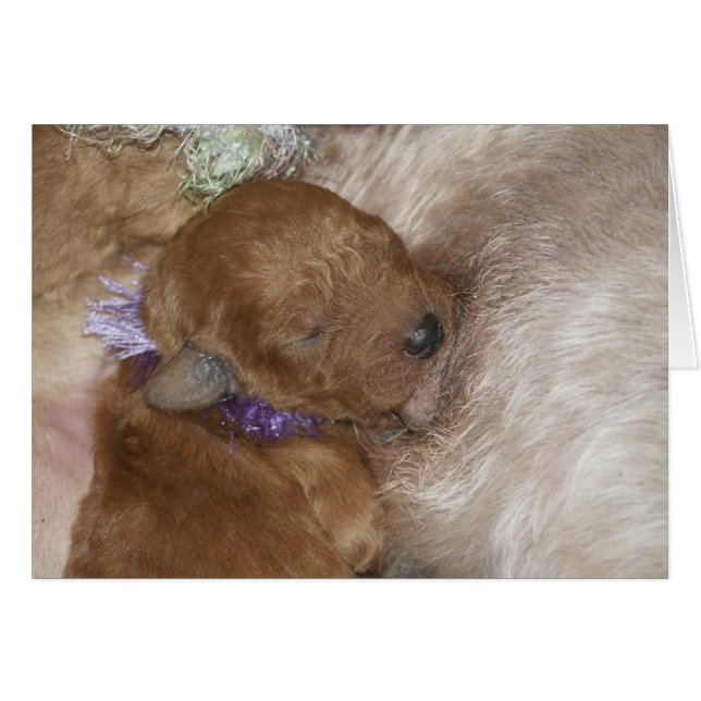 Series-09 recién nacido (Anverso (Horizontal))