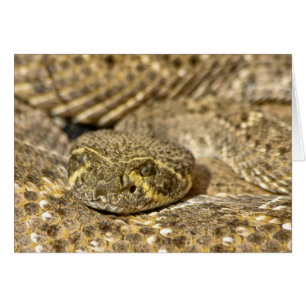 Serpiente de cascabel de Diamondback occidental
