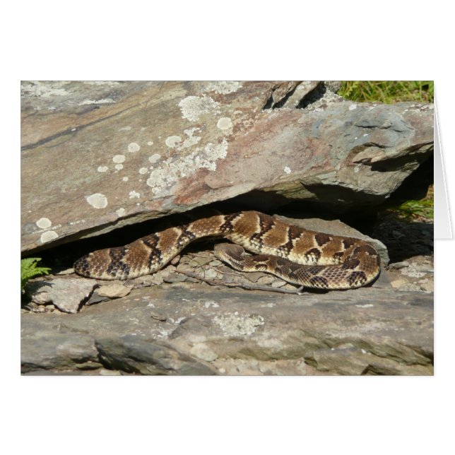 Serpiente de cascabel en el Parque Nacional Shenan (Anverso (Horizontal))