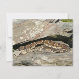 Serpiente de cascabel en el Parque Nacional Shenan
