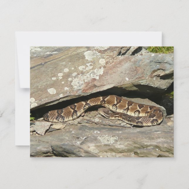 Serpiente de cascabel en el Parque Nacional Shenan (Anverso)
