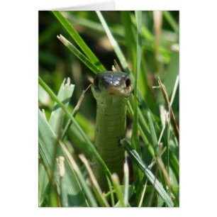 Serpiente de hierba roja en la hierba