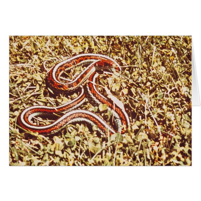 Serpiente de jardín de San Francisco (Anverso (Horizontal))