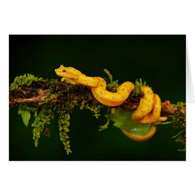 Serpiente de veneno de Costa Rica (Anverso (Horizontal))